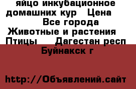 яйцо инкубационное домашних кур › Цена ­ 25 - Все города Животные и растения » Птицы   . Дагестан респ.,Буйнакск г.